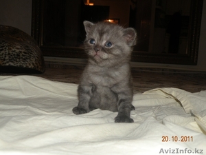  Британские короткошерстные,  чистокровные котята. #431562