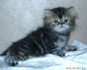 Породистые котята #464026