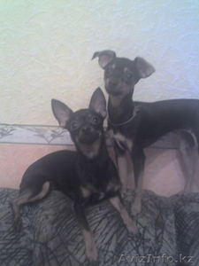 продам щенков той терьера, г.Шахтинск #460705