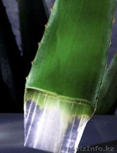 Натуральные соки из серии Алоэ Вера 96% #461771