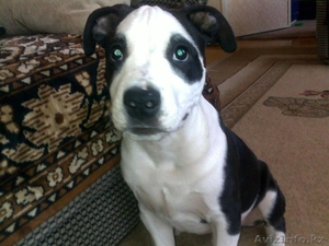 сведу породестого красавца #478499