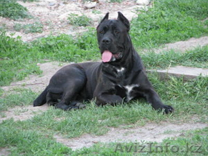 Элитные щенки кане корсо от импортированных родителей! #478220