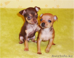 Продам щенков русского той-терьера в Алматы. #463869