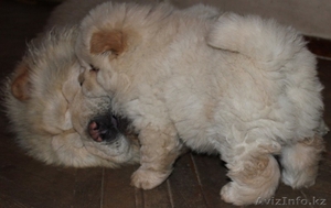 Чау-чау щенок продается #477231