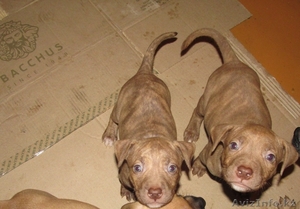 Щенки питбультерьера #477100