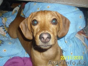 Продам щенков такс 2 месячные #464847