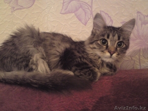 Отдам кошку в хорошие руки.. #481766