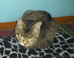 Котенок ищет дом #473774