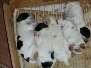 щенки русскогоохотнечьего спаниеля #462777