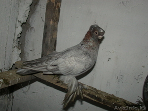Продам голубей  #456802