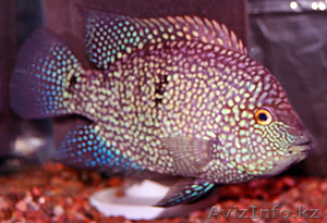 Цихлазома бриллиантовая красная  (Red Texas) #458029