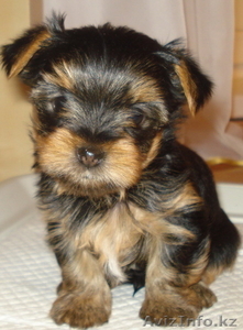 Продам щенка йоркширского терьера #459544