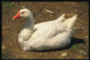 Продам гусей домашних откормленных #478888