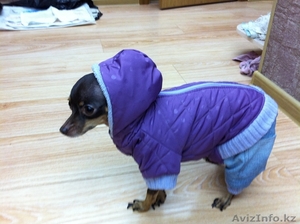 Сучка Той терьер #458384