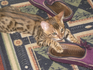 продам кортенка бенгальской породы #471672