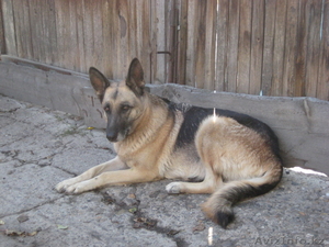 Замечательные щенки Н.О #458395