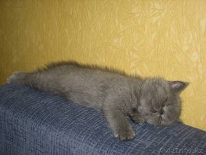 котята экзотической породы экзоты продаю #463630