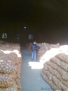 Лук репчатый голландский сорт Кассиопея #478632