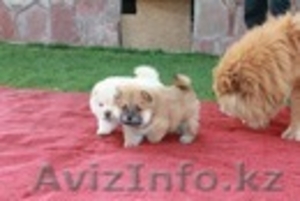 Щенки Чау-Чау шоу класса. #460664
