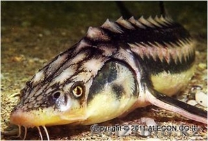 Строительство рыбного комплекса УЗВ #469576