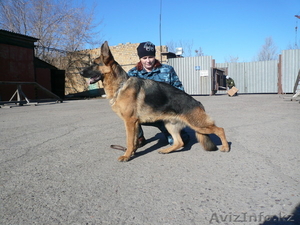 продаю щенков немецкой овчарки #335761