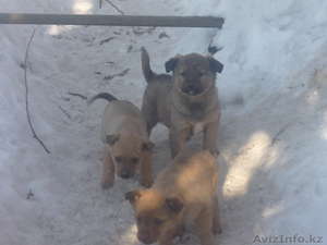Отдам щенят в хорошие руки #480909