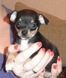 pfvtxfntkmyst щенки той-терьера #465783