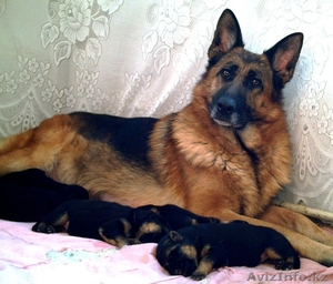 НЕМЕЦКОЙ ОВЧАРКИ щенки  в питомнике #471988