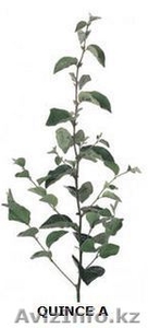 Саженцы и подвои (Virus Free) #471594