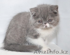 Продаю котят-экзотов.Клубные, с отличной родословной.Помет от 06, 10, 201 #467624