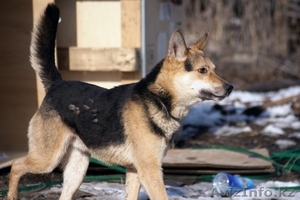 Красивый,  умный и добрый песик Гуф ищет хозяев!!!! #482906