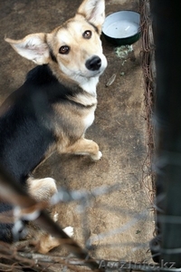 «Самая красивая и добрая собака Герда ищет новых хозяев!» #482905