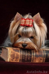 Продаю щенков Йоркширского терьера #478302