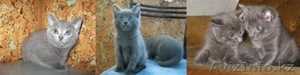 котенок (Русская голубая) #470505