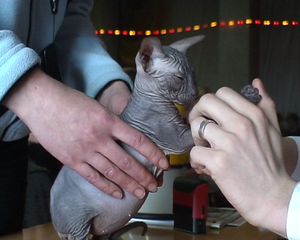 котята донского сфинкса черного окраса с отл.родословной #459549