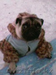 ПРОДАМ СОБАКУ МОПС #495324
