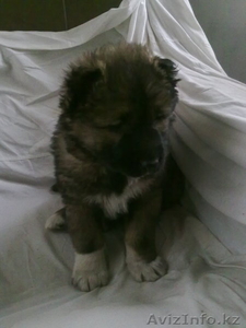 продам кавказскую овчарку  #512634