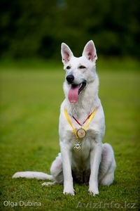 щенки овчарки от родителей чемпионов России!!!  #497856