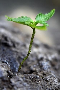 продажа селитры марки Б Б #503769