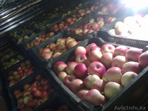 Продам яблоки. Золотой превосходный #485376