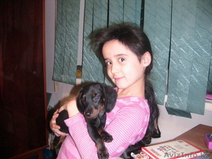 SOS Пропала собака-такса!!! #500977