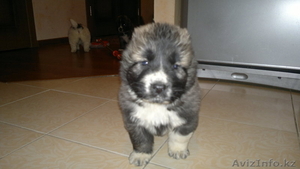 щенков кавказской овчарки #516957