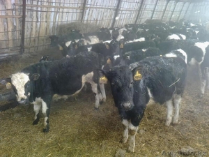 Продам 400 голов племенных бычков  #511860