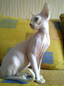 элитные котята канадского сфинкса #508881