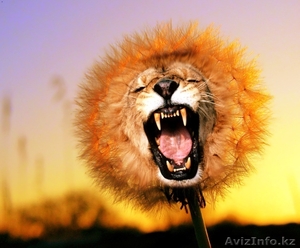 услуги Adobe Photoshop CS5 #504476