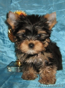 Щенки йоркширского терьера питомник черный ангел #490300