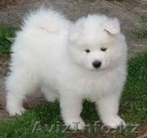 Куплю щенка самоедской лайки #484315