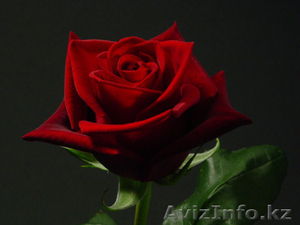 Садовый центр \