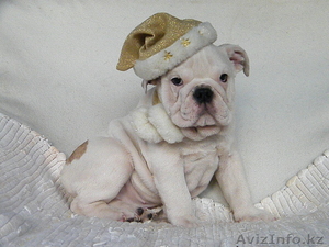  Продаются щенки Английского бульдога  #499425
