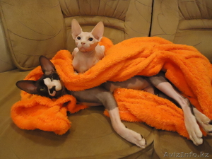 Канадский сфинкс #489348